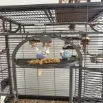 Toni und Piet suchen ein neues zu Hause Bild 1