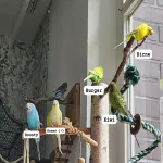Welli-WG sucht ein liebevolles Zuhause Bild 2