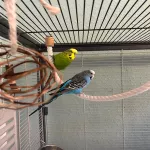 Unsere zwei Wellis suchen ein tolles zu Hause! Bild 3