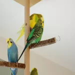 4 vitale Wellensittiche (2–5 Jahre) in liebevolle, erfahrene Hände abzugeben Bild 4