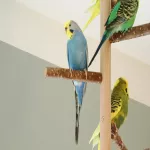 4 vitale Wellensittiche (2–5 Jahre) in liebevolle, erfahrene Hände abzugeben Bild 5