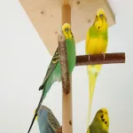 4 vitale Wellensittiche (2–5 Jahre) in liebevolle, erfahrene Hände abzugeben Bild 6