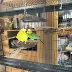 Älteres Welli-Pärchen sucht schönes Zuhaue Bild 2