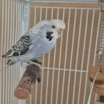 Dringend: Suche ein neues Zuhause für mein Welli-Weibchen Henni (5 Jahre alt) Bild 2