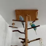 Dringend: Suche ein neues Zuhause für mein Welli-Weibchen Henni (5 Jahre alt) Bild 1