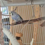 Dringend: Suche ein neues Zuhause für mein Welli-Weibchen Henni (5 Jahre alt) Bild 3