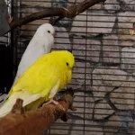 Loki(gelb) und Floh(weiß) beide ca. 10_Wochen suchen eine neue Bleibe Bild 1
