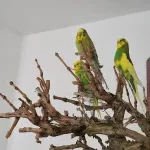 4 Notfederchen suchen dringend ein liebevolles Für-Immer-Zuhause Bild 3