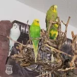 4 Notfederchen suchen dringend ein liebevolles Für-Immer-Zuhause Bild 2