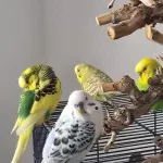 4 Notfederchen suchen dringend ein liebevolles Für-Immer-Zuhause Bild 1