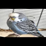 4 Wellis Bild 3