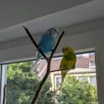 Zwei junggebliebene Wellis suchen ein neues Zuhause Bild 1
