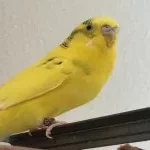 Speedy sucht Gefährten Bild 1
