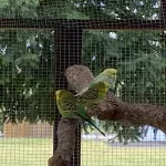 Vier Wellis vom Tierschutz Bild 1