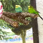 Vier Wellis vom Tierschutz Bild 2
