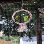 Vier Wellis vom Tierschutz Bild 3