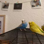 Liebe Henne sucht ihr Traumzuhause Bild 4