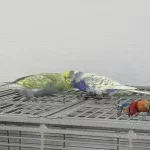 2 junge Wellensittiche suchen neues Zuhause Bild 1