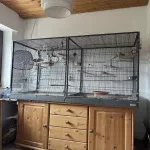Wellensittichpärchen abzugeben Bild 1