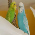 Schwarm mit Mykoplasmen gesucht für aktiven Hahn Tiago Bild 2