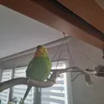 Welli-Henne sucht neues Zuhause Bild 1