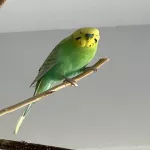 Bälli sucht ein neues Zuhause Bild 1