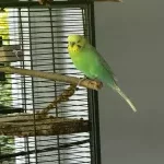 Bälli sucht ein neues Zuhause Bild 2