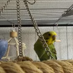 Junger Wellensittichhahn abzugeben Bild 3