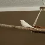 Flöckchen sucht dringend neues Zuhause Bild 1