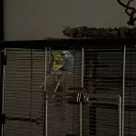 Coco & Hans suchen eine Welli WG Bild 3
