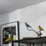 Coco & Hans suchen eine Welli WG Bild 2