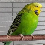 Henne sucht ein neues zu Hause Bild 1