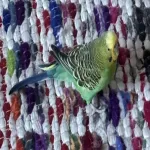 Wellensittich Seniorin sucht ein neues Zuhause Bild 2