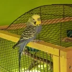Liebevolles Zuhause für Nicky gesucht Bild 2