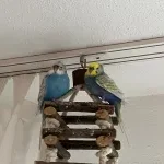 Ganz dringend neues zu Hause für meine zwei Wellensittiche gesucht Bild 1