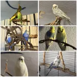 Suche liebevolles Zuhause für meine Wellensittiche Bild 1