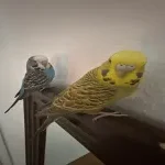 2 Hennen abzugeben Bild 2