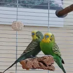 Hansi und Kiwi suche ein liebevolles zu Hause Bild 2