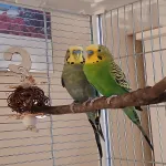 Hansi und Kiwi suche ein liebevolles zu Hause Bild 1