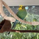 Hahn von 4,5 Jahren leider abzugeben Bild 1