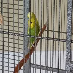 Hahn sucht Schwarmanschluss Bild 1