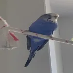 Welli-Dame sucht ein neues Zuhause Bild 1