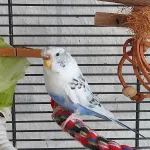 Welli-Dame sucht neues Zuhause Bild 1