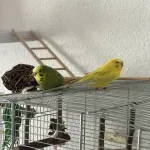 3 Jahre altes Männchen sucht neues zuhause Bild 3