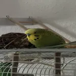 3 Jahre altes Männchen sucht neues zuhause Bild 2