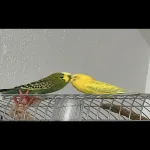 3 Jahre altes Männchen sucht neues zuhause Bild 1