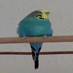 Lucy (11) sucht ihr Welliglück Bild 1