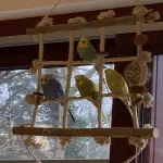 Ari (geb. 2021) sucht neues Zuhause Bild 1