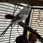 Zwei Hähne suchen liebevolles Zuhause Bild 3