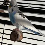 Zwei Hähne suchen liebevolles Zuhause Bild 2